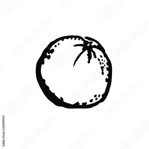 Whole orange fruit. Citrus. Ink brush black drawing on a white background. Hand drawn vector illustration. Design for textile, menu.