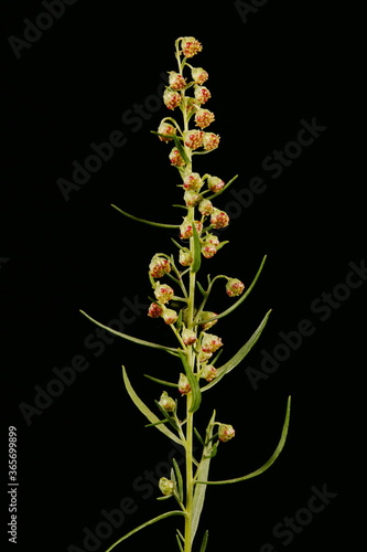 Tarragon  Artemisia dracunculus . Inflorescence Detail Closeup