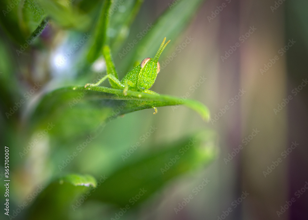 Small grasshopper watching from a plant leaf along the Shadow Creek Ranch Nature Trail in Pearland, Texas! Small grasshopper watching from a plant leaf along the Shadow Creek Ranch Nature Trail in Pearland, Texas!