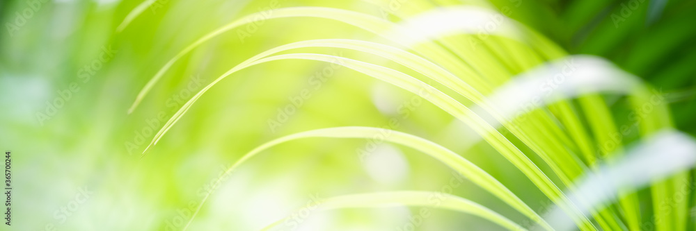 Concept nature view of green leaf on blurred greenery background in garden and sunlight with copy space using as background natural green plants landscape, ecology, fresh wallpaper concept. Concept nature view of green leaf on blurred greenery background in garden and sunlight with copy space using as background natural green plants landscape, ecology, fresh wallpaper concept.