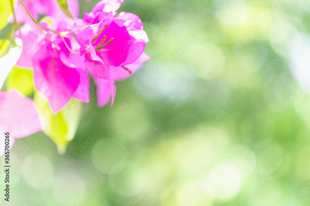 Concept nature view of pink leaf on blurred greenery background in garden and sunlight with copy space using as background natural green plants landscape, ecology, fresh wallpaper concept. Concept nature view of pink leaf on blurred greenery background in garden and sunlight with copy space using as background natural green plants landscape, ecology, fresh wallpaper concept.