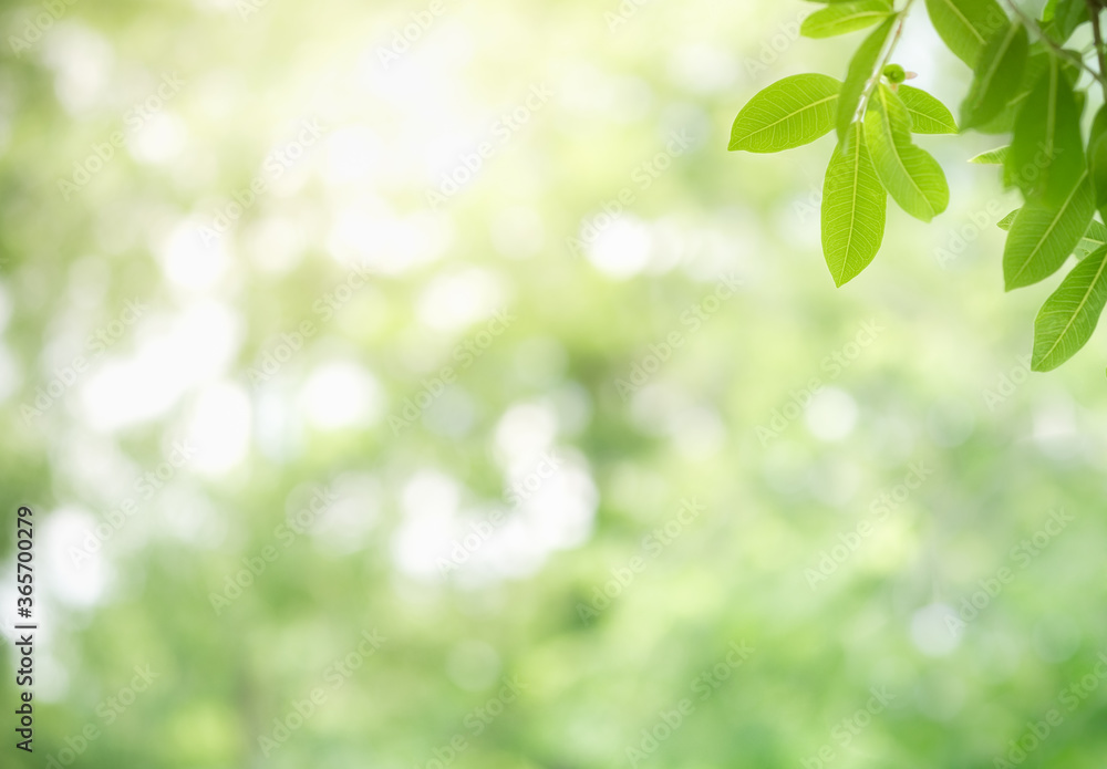 Concept nature view of green leaf on blurred greenery background in garden and sunlight with copy space using as background natural green plants landscape, ecology, fresh wallpaper concept. Concept nature view of green leaf on blurred greenery background in garden and sunlight with copy space using as background natural green plants landscape, ecology, fresh wallpaper concept.