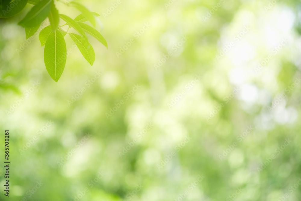 Concept nature view of green leaf on blurred greenery background in garden and sunlight with copy space using as background natural green plants landscape, ecology, fresh wallpaper concept. Concept nature view of green leaf on blurred greenery background in garden and sunlight with copy space using as background natural green plants landscape, ecology, fresh wallpaper concept.