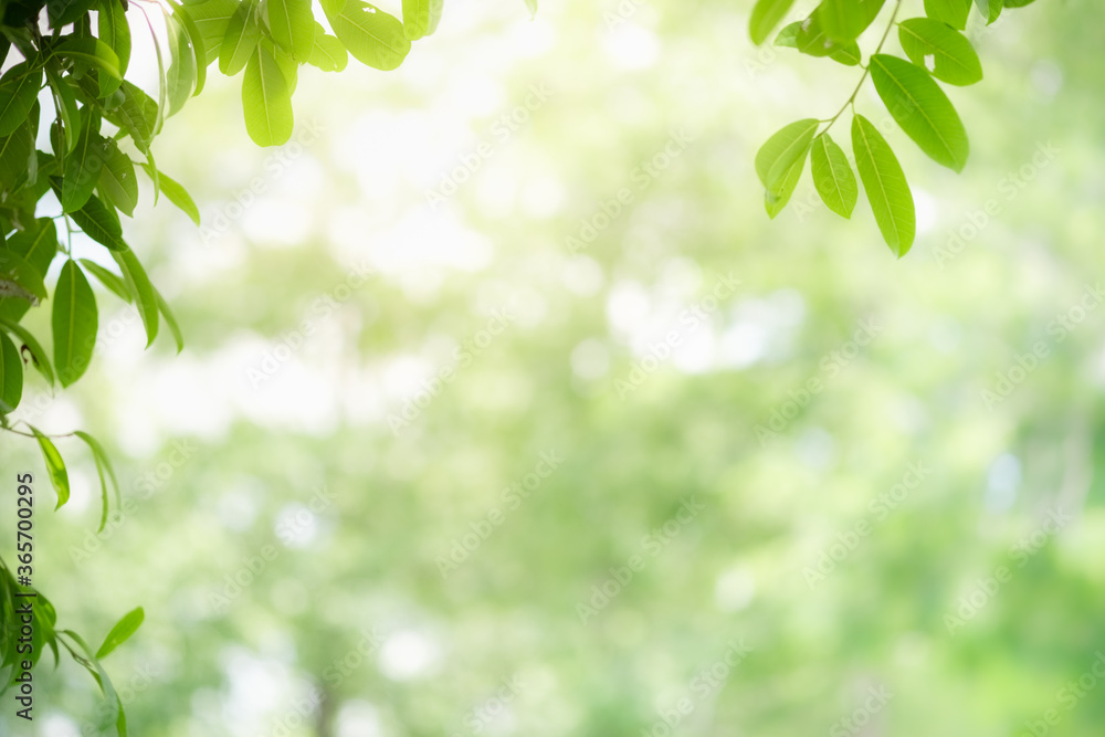 Concept nature view of green leaf on blurred greenery background in garden and sunlight with copy space using as background natural green plants landscape, ecology, fresh wallpaper concept. Concept nature view of green leaf on blurred greenery background in garden and sunlight with copy space using as background natural green plants landscape, ecology, fresh wallpaper concept.