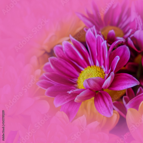 colorful chrysanthemum flowers with pink colored blur  filtered nature background