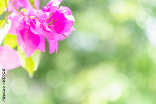 Concept nature view of pink leaf on blurred greenery background in garden and sunlight with copy space using as background natural green plants landscape, ecology, fresh wallpaper concept. © Torkiat8