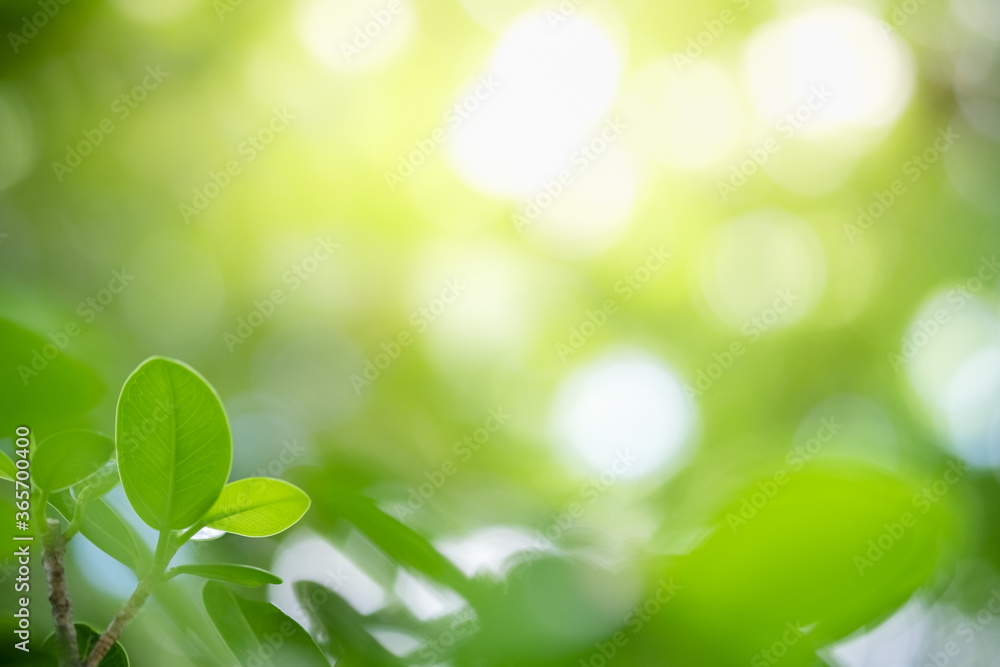 Concept nature view of green leaf on blurred greenery background in garden and sunlight with copy space using as background natural green plants landscape, ecology, fresh wallpaper concept. Concept nature view of green leaf on blurred greenery background in garden and sunlight with copy space using as background natural green plants landscape, ecology, fresh wallpaper concept.