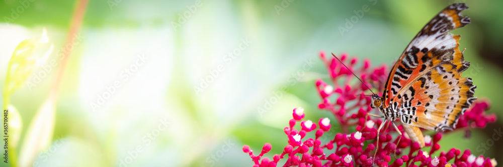 Obraz premium Concept nature view of butterfly on blurred greenery background in garden and sunlight with copy space using as background natural green plants landscape, ecology, fresh wallpaper concept.