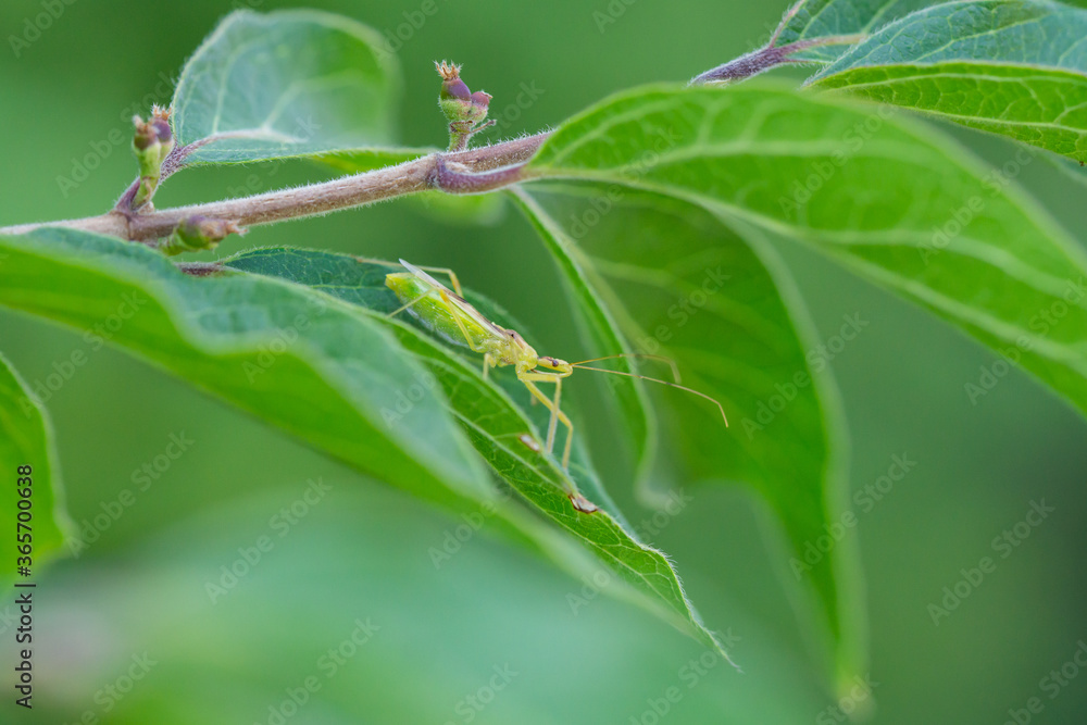 Pale Green Assassin Bug in Summer