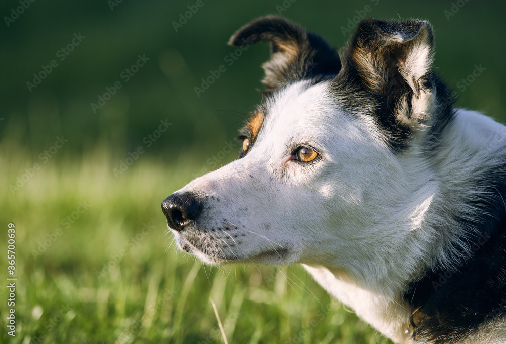 Beautiful tri-coloured border collie sheepdog headshot in the sun