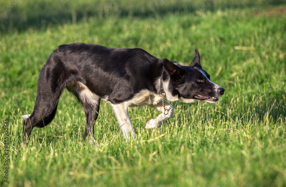 Beautiful border collie sheepdog stalking in a field