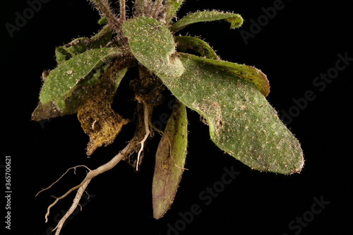 Thale Cress (Arabidopsis thaliana). Leaf Rosette Closeup photo