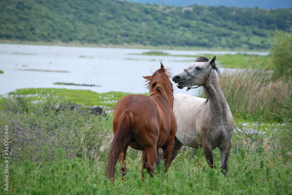 horses on the lake horses on the lake