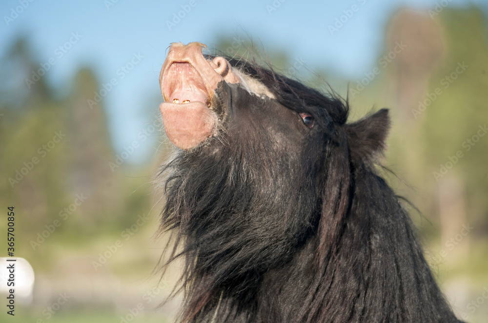 Gypsy Vanner Horse stallion doing flehmen Gypsy Vanner Horse stallion doing flehmen