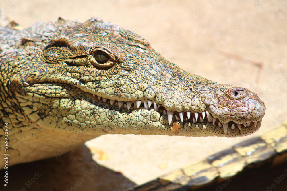 Fototapeta premium Crocodile face closeup and portrait in a swamp