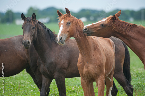 2 year old Hanovarian horses play and socialize in pasture