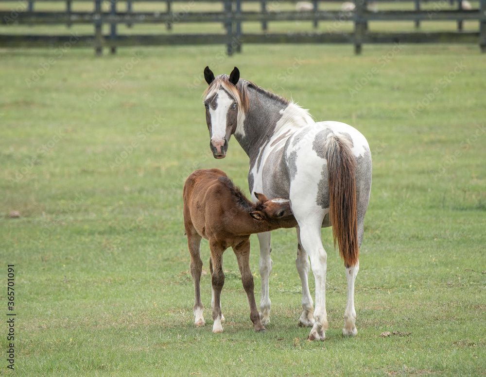 Pinto horse mare with suckling foal in field Pinto horse mare with suckling foal in field