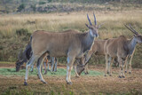 Eland antelope portrait in a South African game reserve
