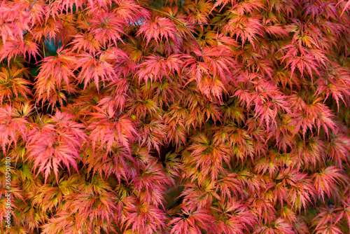 Wallpaper Mural Background. Japanese Maple (Acer Palmatum) .Close-up Of Red Maple Leaves On The Tree Torontodigital.ca