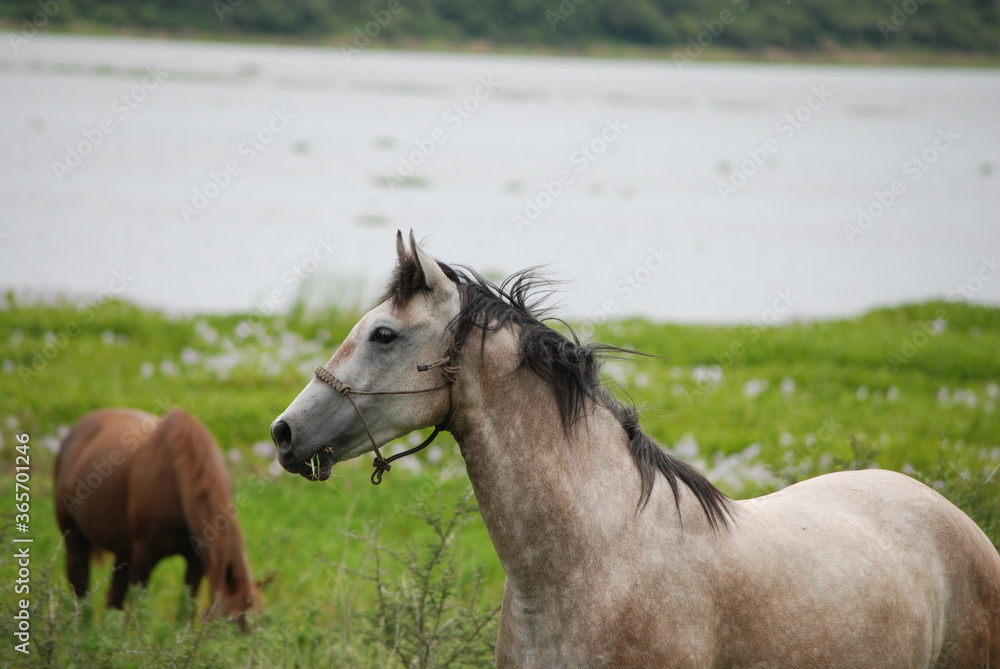horse in the field horse in the field