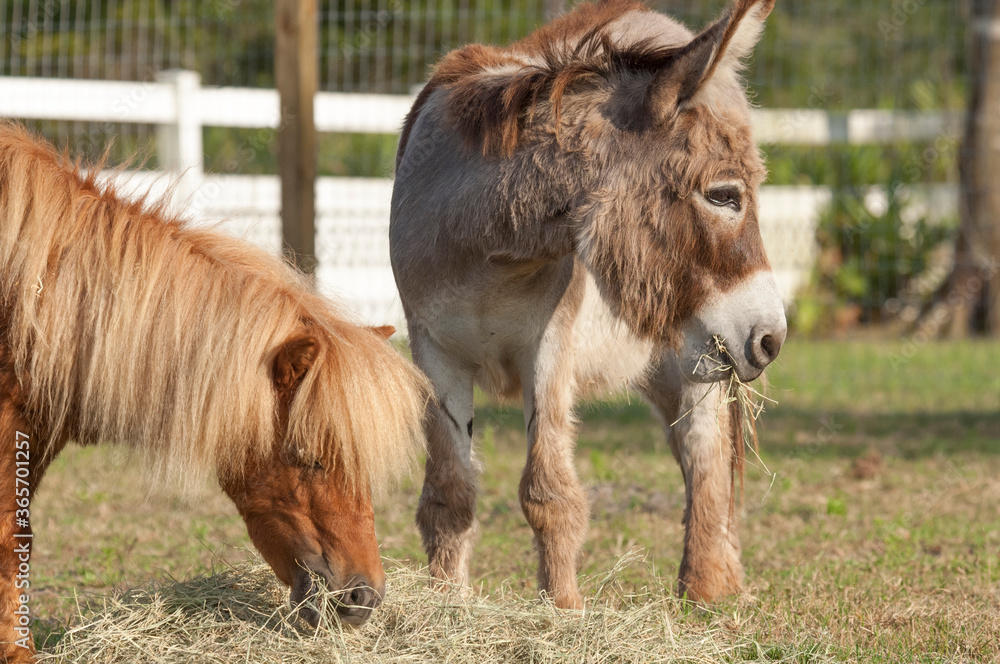 Miniature Donkey and Miniature horses eating hay Miniature Donkey and Miniature horses eating hay