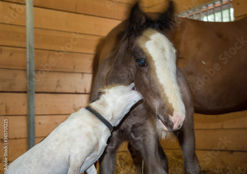 Jack Russel Terrier dog grooms horse foal in barn stall.