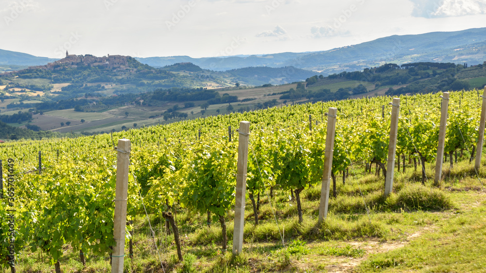 vineyards in Italy, Montefalco