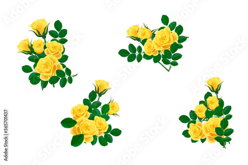 Bright yellow mohana roses. Clip art set on white background photo