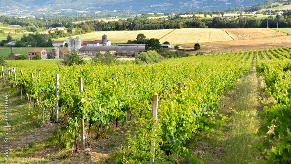 vineyards in Italy, Umbria