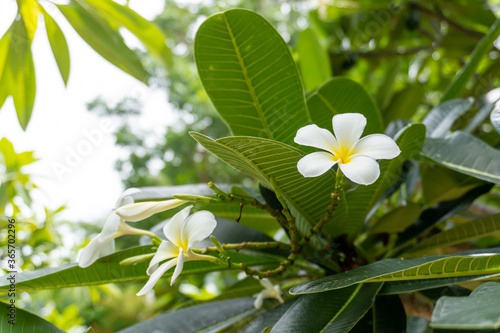 Beautiful white Plumeria (Frangipani) bunch in home garden with happy morning mood and natural background.