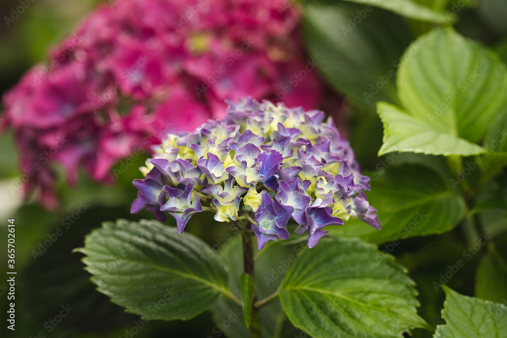 hygrangia in bloom hygrangia in bloom