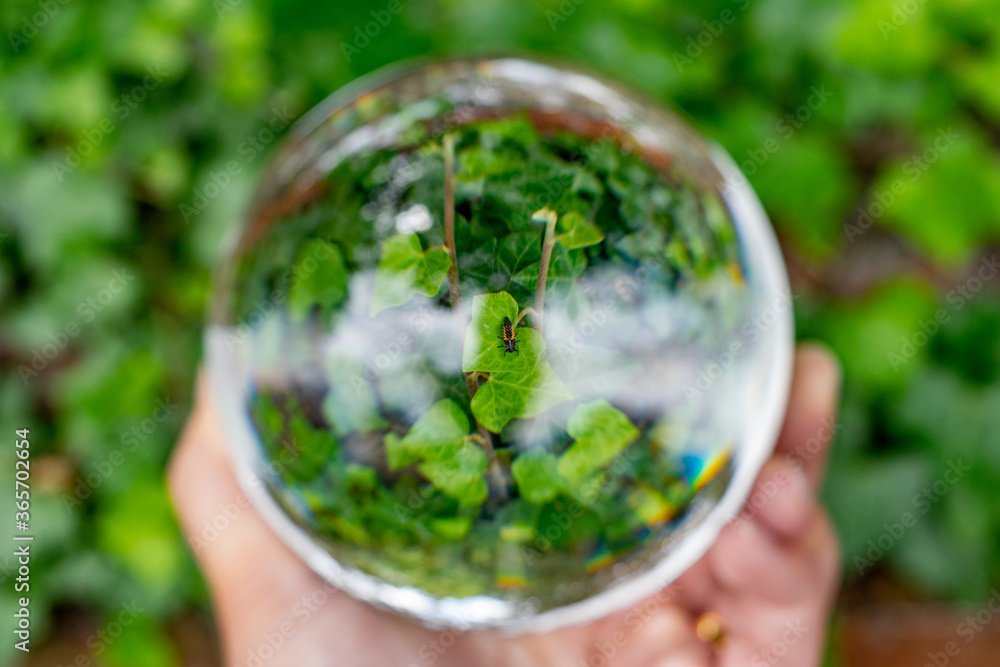 Photo of a hand holding the forest inside a crystal ball