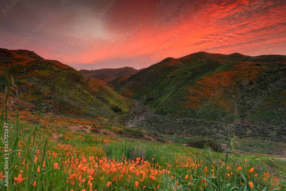 Walker Canyon during a super bloom