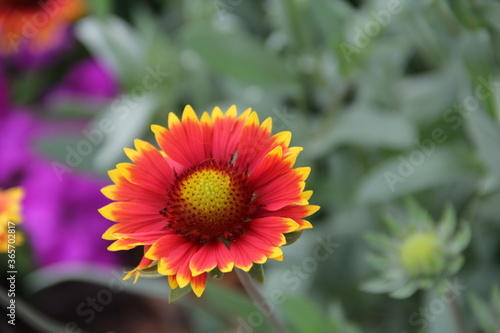 yellow and red flower