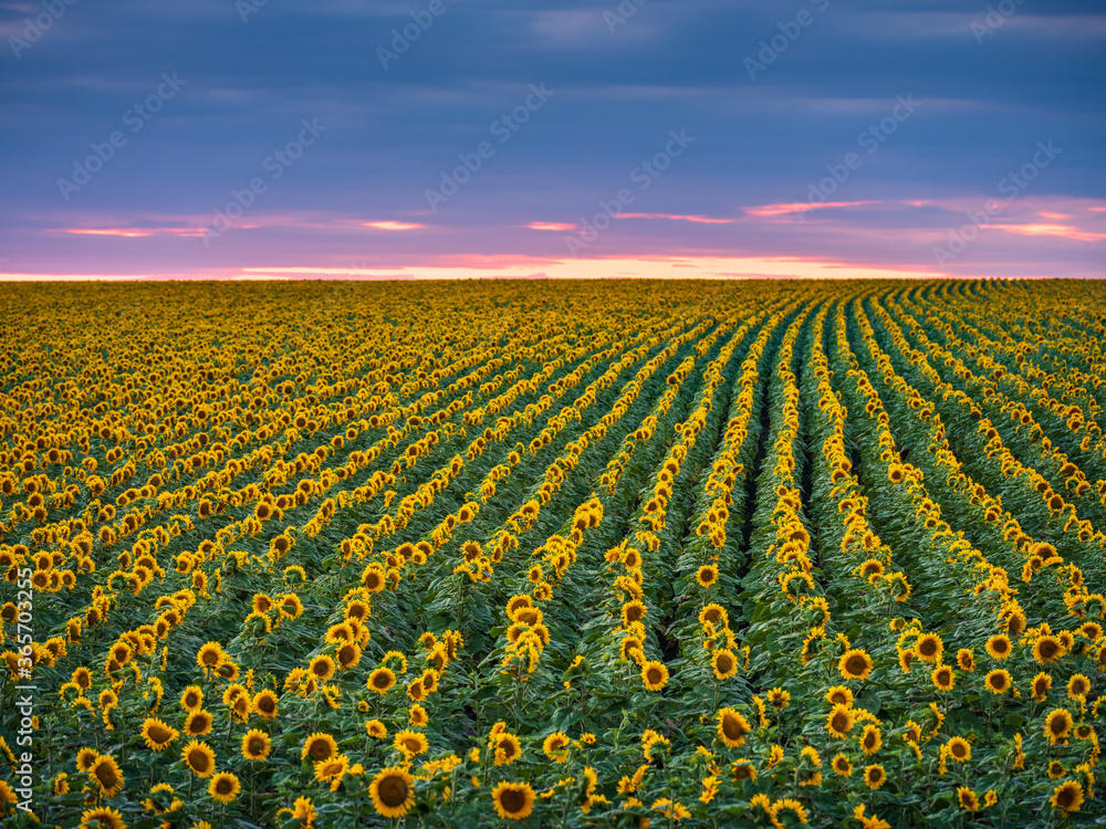 view to yellow rows of sunflowers in field under sunset sky with copy space