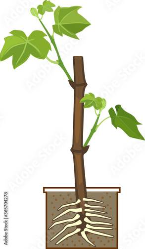 Young rooted grapevine plant isolated on white background