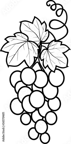 Coloring page. Bunch of grapes isolated on white background