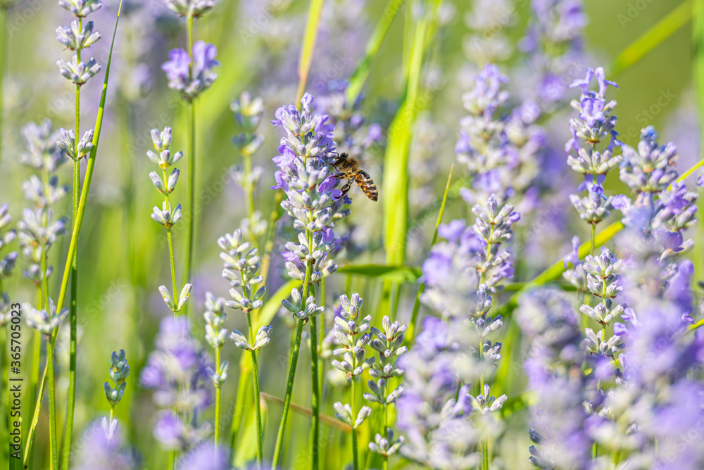 Fototapeta premium Landscape in lavander field