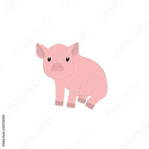 Pig Illustration