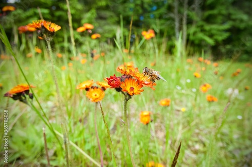 Hoverfly on flowers - Polistes, Pilosella aurantiaca © tmartinek