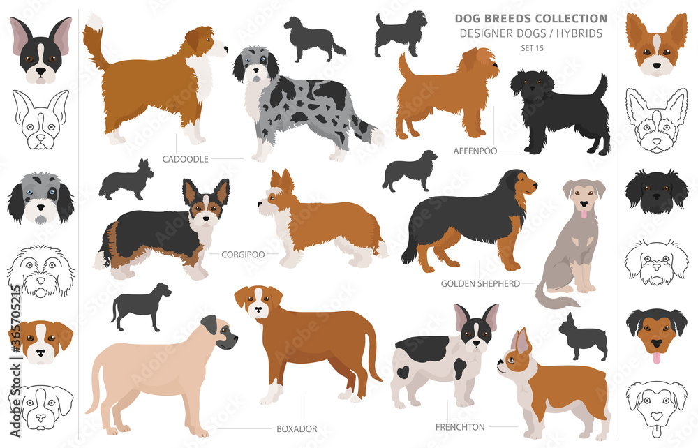 Designer dogs, crossbreed, hybrid mix pooches collection isolated on white. Flat style clipart dog set