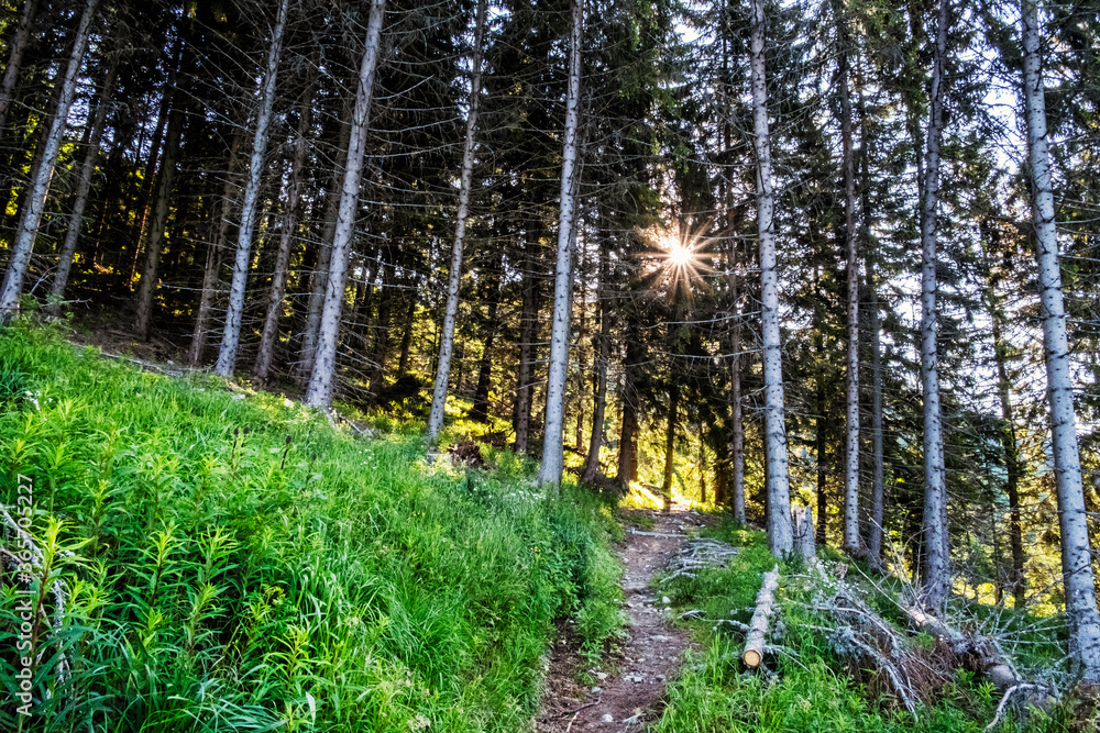 Fototapeta premium Footpath in coniferous forest, High Tatras mountains, Slovakia