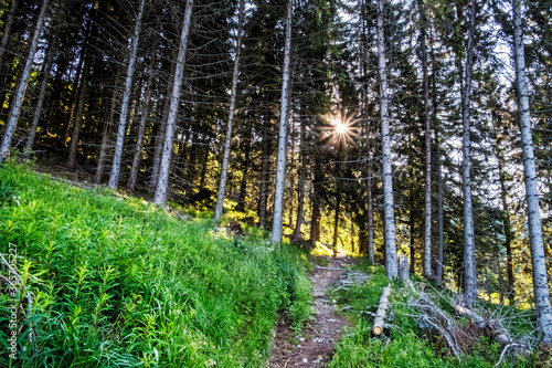 Footpath in coniferous forest  High Tatras mountains  Slovakia