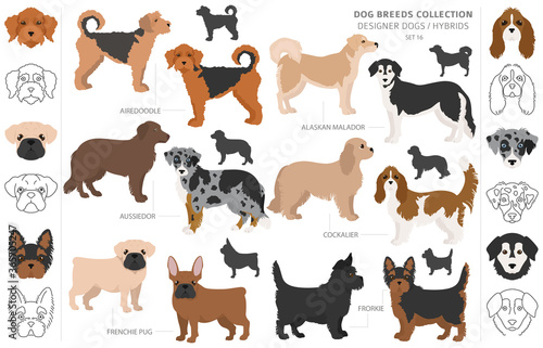 Designer dogs, crossbreed, hybrid mix pooches collection isolated on white. Flat style clipart dog set
