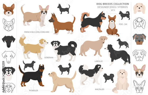 Designer dogs  crossbreed  hybrid mix pooches collection isolated on white. Flat style clipart dog set