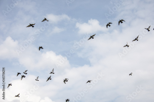 Flock of pigeons flies in circles over the landscape