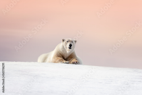 Adult male polar bear resting on the snow of Svalbard at dusk