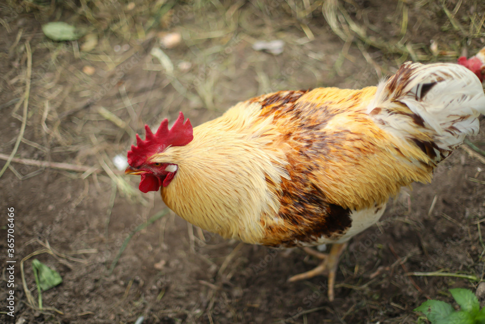 Chickens and a rooster in the coop Chickens and a rooster in the coop