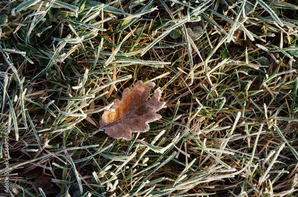 oak leaf in frost on green grass in frost
