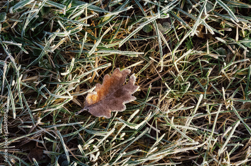 oak leaf in frost on green grass in frost